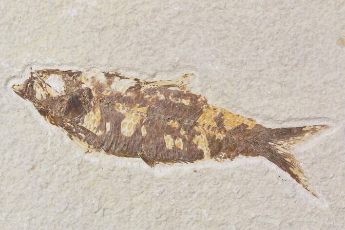 Bargain, Fossil Fish (Knightia) - Wyoming #89173